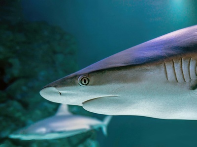 Grey reef shark