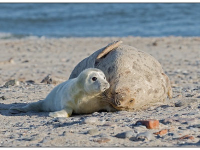Grey Seal