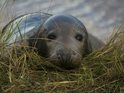 Grey Seal