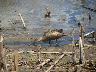 Grey Teal