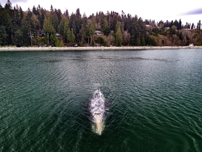 Grey Whale