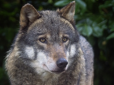 Grey wolf