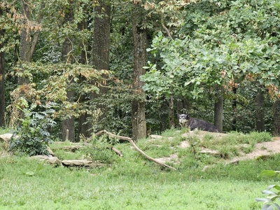 Grey Wolf