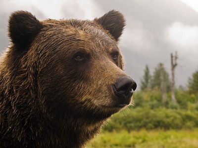 Grizzly Bear