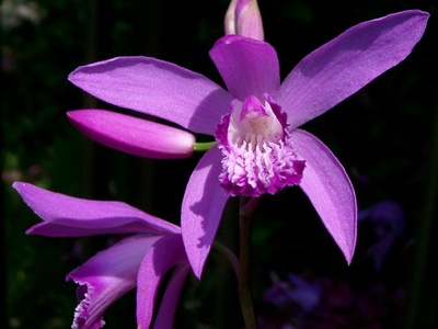 Ground orchid