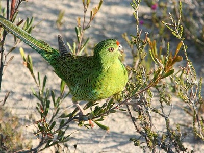 Ground Parrot