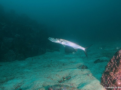 Guachanche barracuda