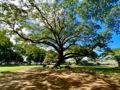 Guanacaste Tree