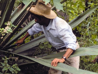 Guatemalan Agave