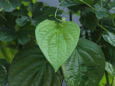 Guatemalan Heart-leaf Philodendron