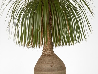Guatemalan Ponytail Palm