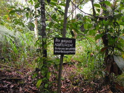 Guayusa
