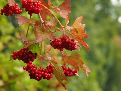 Guelder rose