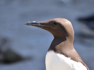Guillemot