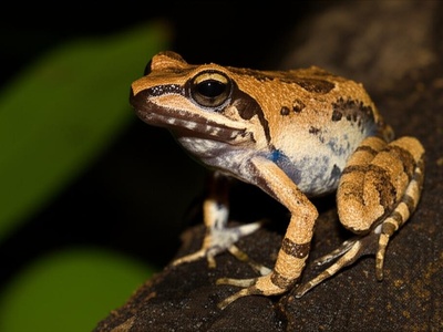 Guinea Screeching Frog