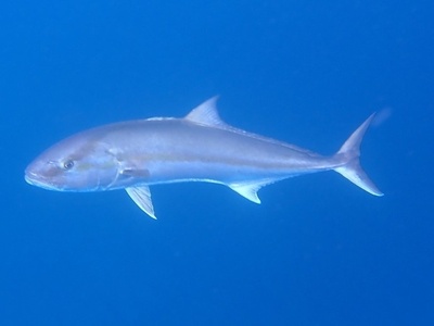 Guinean amberjack