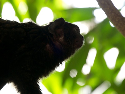 Guinean Pipistrelle