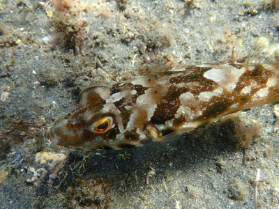 Guinean pufferfish