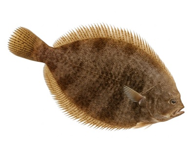 Guinean sole