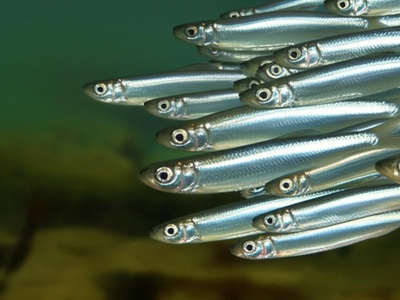 Guinean sprat