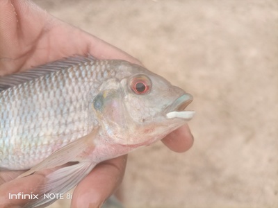 Guinean tilapia