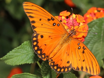 Gulf fritillary butterfly