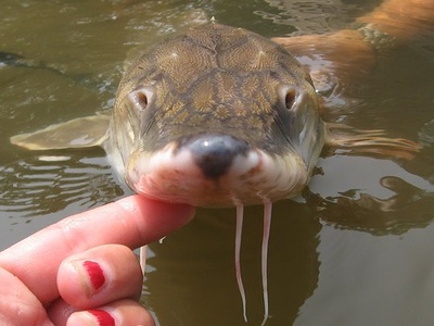 Gulf Sturgeon