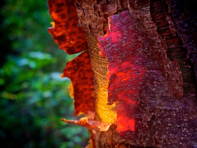 Gumbo-limbo