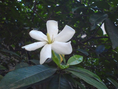 Gummy Gardenia