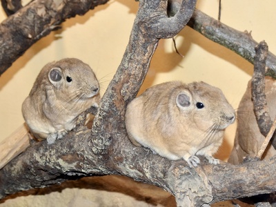 Gundi