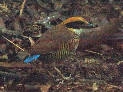 Gurney's pitta