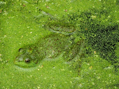 Guttural Puddle Frog