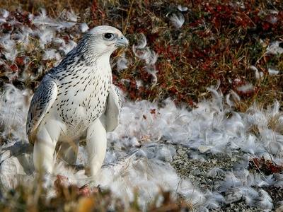 Gyrfalcon