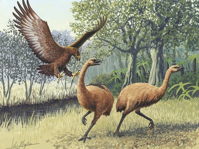 Haast's Eagle
