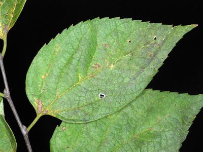 Hackberry
