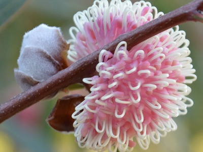 Hakea