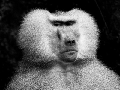 Hamadryas Baboon