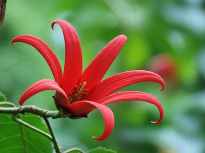 Hand-flower Tree