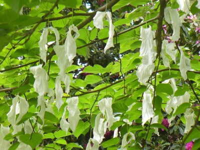 Handkerchief tree