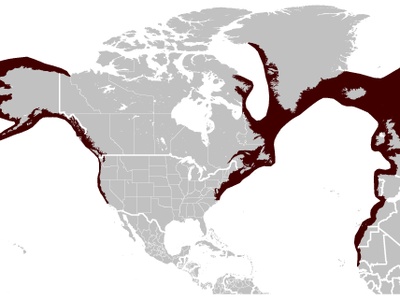 Harbour Porpoise
