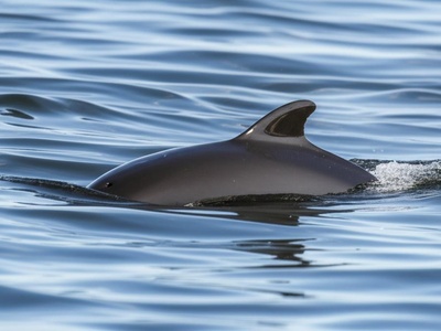 Harbour porpoise (Baltic)