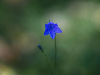Harebell