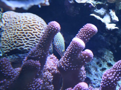 Harlequin Filefish