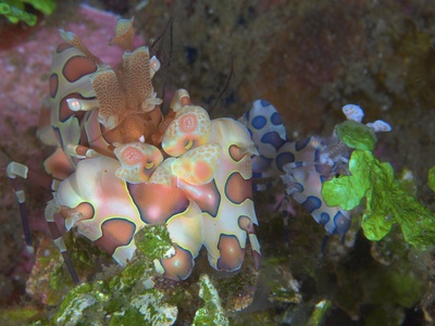 Harlequin Shrimp