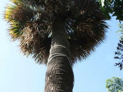 Harley's Syagrus Palm