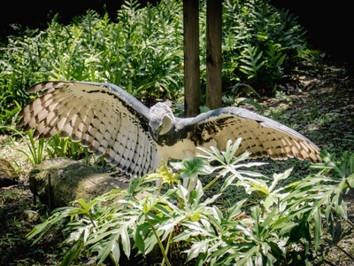 Harpy eagle