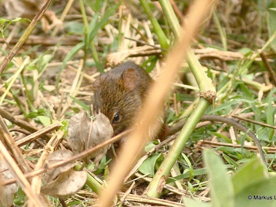 Harrington's Gerbil