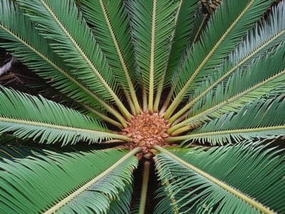 Hart's cycad