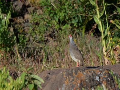 Harwood's Francolin