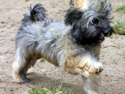 Havanese